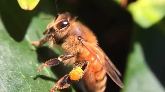 Beehall Bio-Lebensmittelhersteller, hochwertiger natürlicher Bienenpollen in großen Mengen